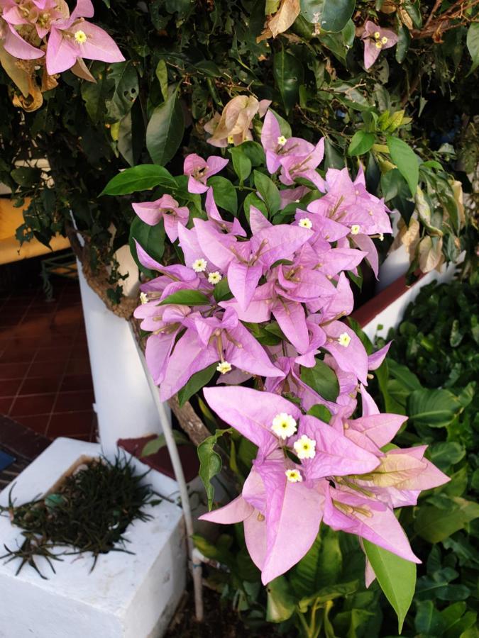 Playa Blanca Bed And Breakfast Bayahibe Bagian luar foto